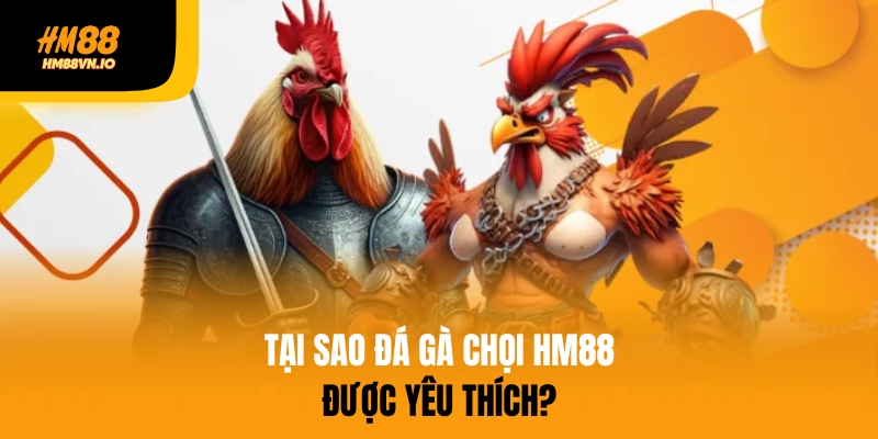 Giải thích tại sao đá gà chọi HM88 được yêu thích