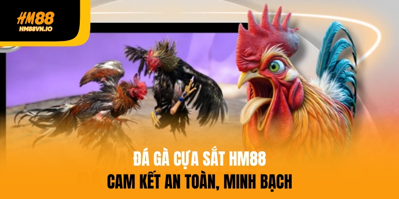 Đá gà cựa sắt HM88 an toàn, minh bạch